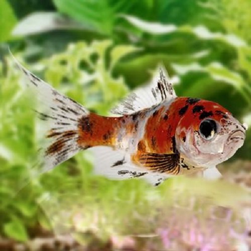 Carassius auratus - Shubunkin 4-6 cm